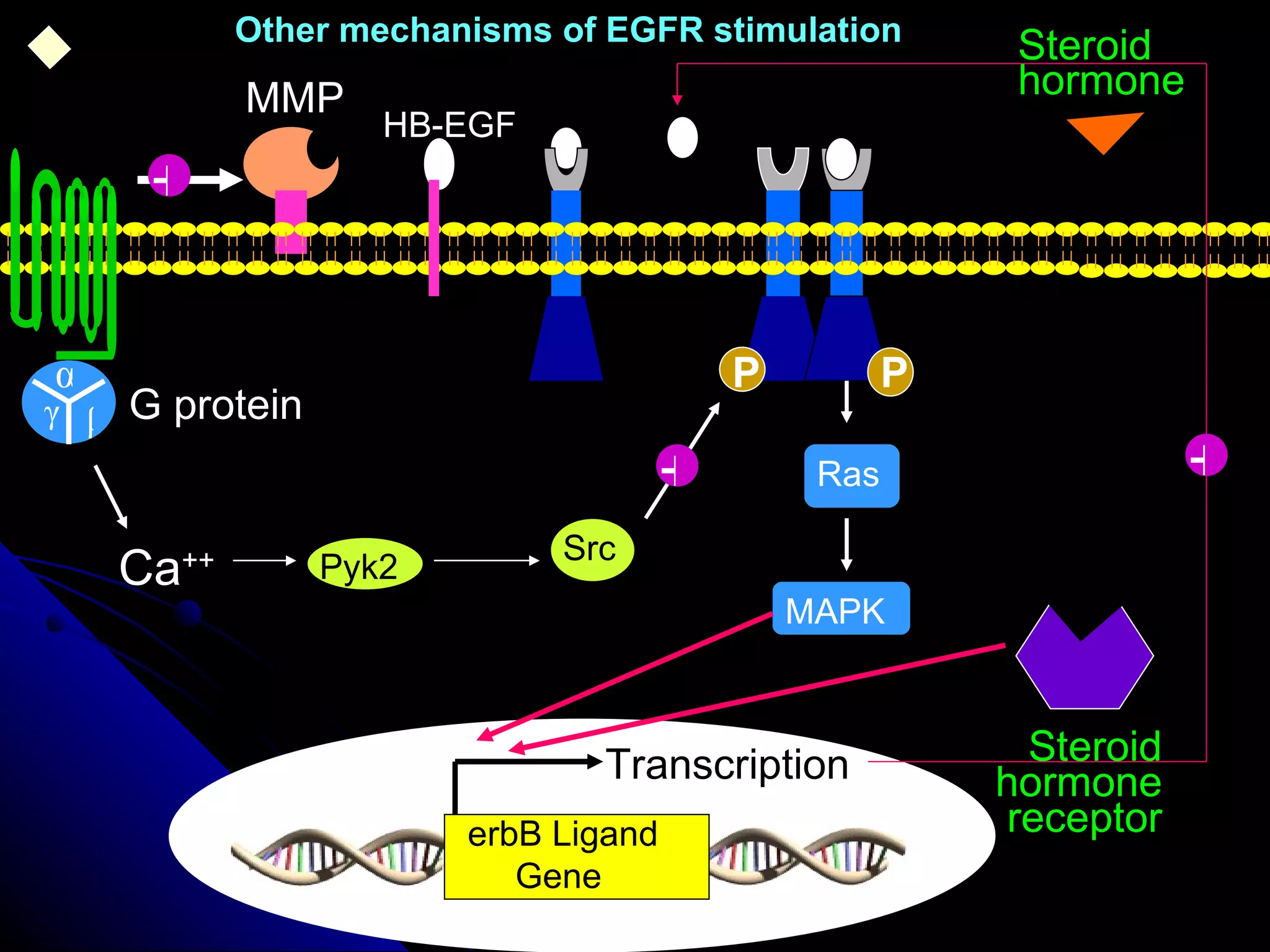 Ca ++ HB-EGF Steroid hormone Steroid hormone receptor G protein Other mechanisms of EGFR stimulation MMP α β γ Pyk2 Src Ras MAPK P P erbB Ligand  Gene  Transcription + + + 