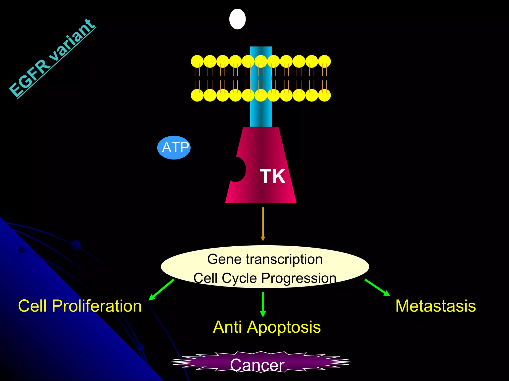 Cell Proliferation Metastasis Anti Apoptosis EGFR variant TK Gene transcription Cell Cycle Progression Cancer ATP 