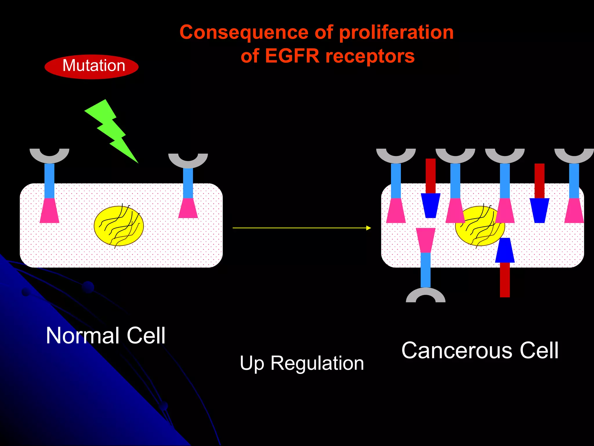 Normal Cell Cancerous Cell Up Regulation Consequence of proliferation of EGFR receptors Mutation 