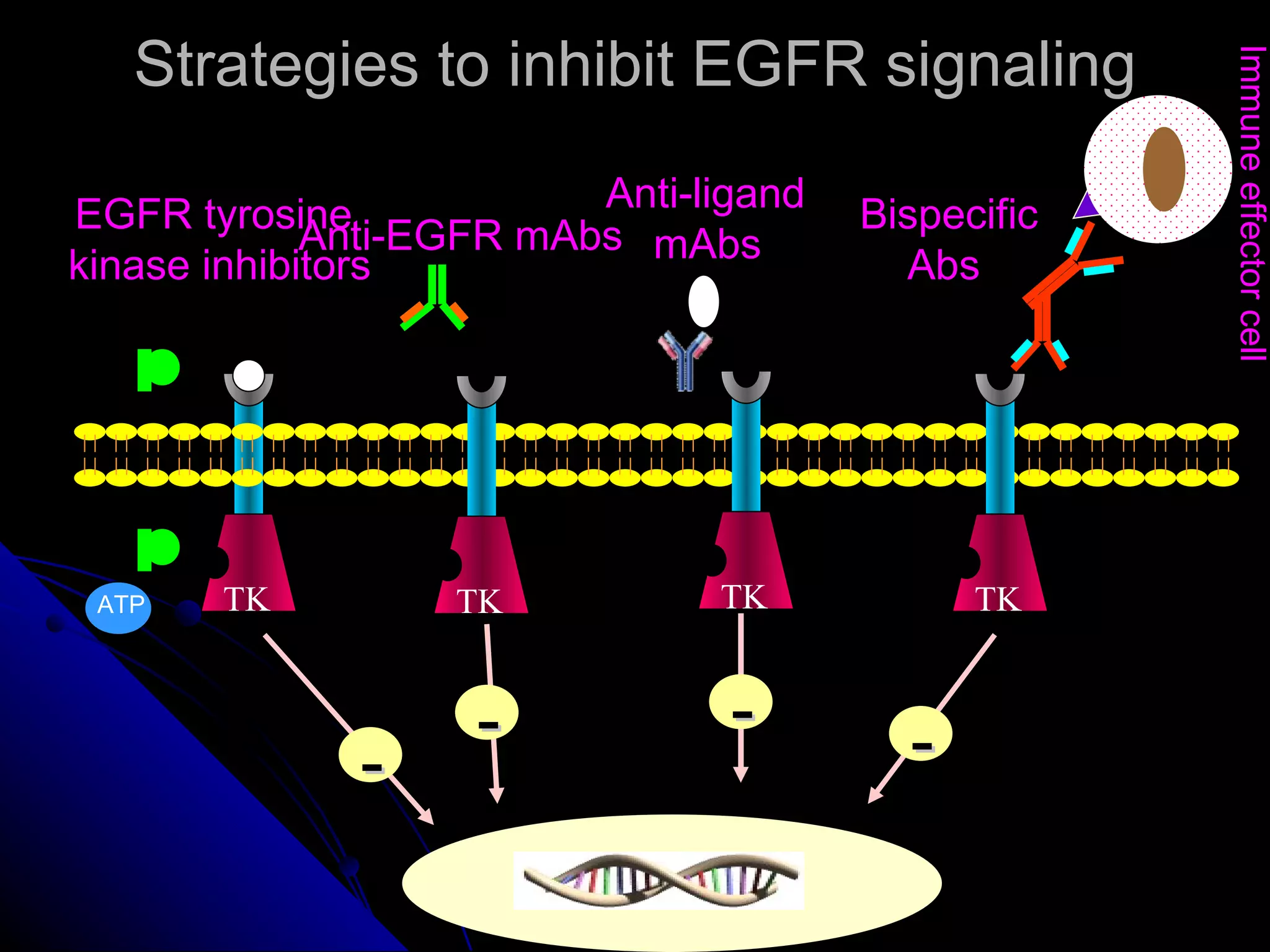 Strategies to inhibit EGFR signaling EGFR tyrosine  kinase inhibitors Anti-EGFR mAbs Anti-ligand  mAbs Bispecific Abs Immune effector cell TK TK TK TK - - - - ATP 