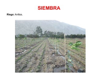 SIEMBRA
Riego: Anillos.
 