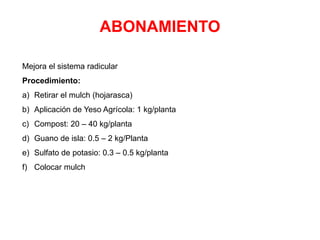 ABONAMIENTO
Mejora el sistema radicular
Procedimiento:
a) Retirar el mulch (hojarasca)
b) Aplicación de Yeso Agrícola: 1 kg/planta
c) Compost: 20 – 40 kg/planta
d) Guano de isla: 0.5 – 2 kg/Planta
e) Sulfato de potasio: 0.3 – 0.5 kg/planta
f) Colocar mulch
 