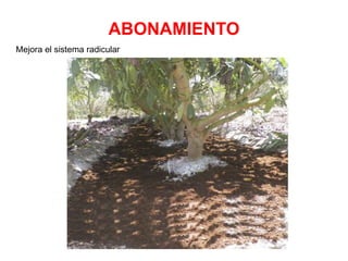 ABONAMIENTO
Mejora el sistema radicular
 