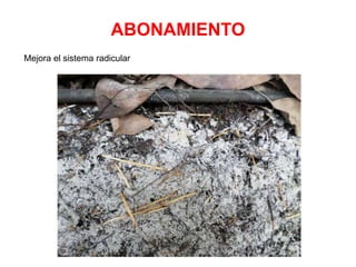 ABONAMIENTO
Mejora el sistema radicular
 