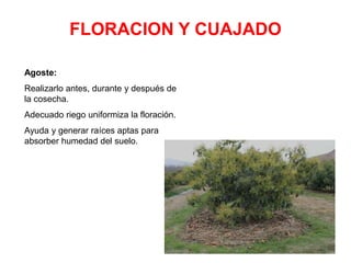 FLORACION Y CUAJADO
Agoste:
Realizarlo antes, durante y después de
la cosecha.
Adecuado riego uniformiza la floración.
Ayuda y generar raíces aptas para
absorber humedad del suelo.
 