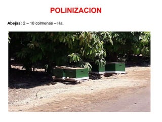 POLINIZACION
Abejas: 2 – 10 colmenas – Ha.
 