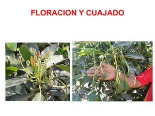 FLORACION Y CUAJADO
 