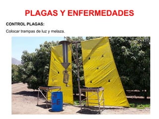 PLAGAS Y ENFERMEDADES
CONTROL PLAGAS:
Colocar trampas de luz y melaza.
 