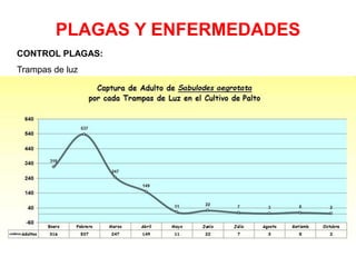 PLAGAS Y ENFERMEDADES
CONTROL PLAGAS:
Trampas de luz
 