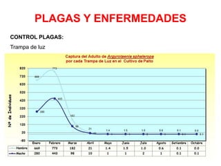 PLAGAS Y ENFERMEDADES
CONTROL PLAGAS:
Trampa de luz
 