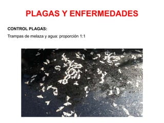 PLAGAS Y ENFERMEDADES
CONTROL PLAGAS:
Trampas de melaza y agua: proporción 1:1
 