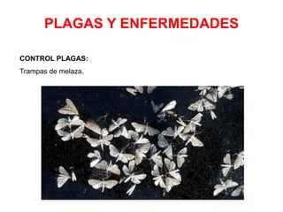 PLAGAS Y ENFERMEDADES
CONTROL PLAGAS:
Trampas de melaza.
 