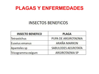 PLAGAS Y ENFERMEDADES
 