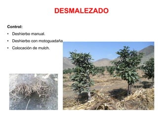 DESMALEZADO
Control:
• Deshierbo manual.
• Deshierbo con motoguadaña.
• Colocación de mulch.
 