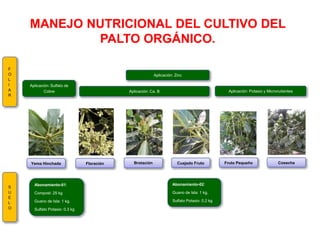 MANEJO NUTRICIONAL DEL CULTIVO DEL
PALTO ORGÁNICO.
Aplicación: Ca, B
BrotaciónYema Hinchada Floración Cuajado Fruto Fruto Pequeño Cosecha
Aplicación: Sulfato de
Cobre
Aplicación: Zinc
Aplicación: Potasio y Micronutientes
Abonamiento-01:
Compost: 25 kg
Guano de Isla: 1 kg.
Sulfato Potasio: 0.3 kg
Abonamiento-02:
Guano de Isla: 1 kg.
Sulfato Potasio: 0.2 kg
F
O
L
I
A
R
S
U
E
L
O
 