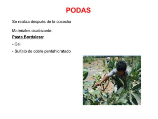 PODAS
Se realiza después de la cosecha
Materiales cicatrizante:
Pasta Bordalesa:
- Cal
- Sulfato de cobre pentahidratado
 
