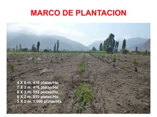 MARCO DE PLANTACION
4 X 6 m. 416 platas/Ha.
7 X 3 m. 476 platas/Ha.
6 X 3 m. 555 platas/Ha.
6 X 2 m. 833 platas/Ha.
5 X 2 m. 1,000 platas/Ha.
 