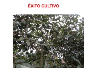 ÉXITO CULTIVO
 