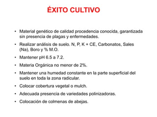 ÉXITO CULTIVO
• Material genético de calidad procedencia conocida, garantizada
sin presencia de plagas y enfermedades.
• Realizar análisis de suelo. N, P, K + CE, Carbonatos, Sales
(Na), Boro y % M.O.
• Mantener pH 6.5 a 7.2.
• Materia Orgánica no menor de 2%.
• Mantener una humedad constante en la parte superficial del
suelo en toda la zona radicular.
• Colocar cobertura vegetal o mulch.
• Adecuada presencia de variedades polinizadoras.
• Colocación de colmenas de abejas.
 