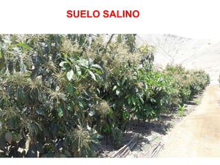 SUELO SALINO
 