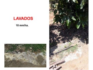 LAVADOS
10 mm/ha.
 