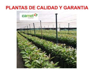 PLANTAS DE CALIDAD Y GARANTIA
 
