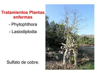Tratamientos Plantas
enfermas
- Phytophthora
- Lasiodiplodia
Sulfato de cobre.
 
