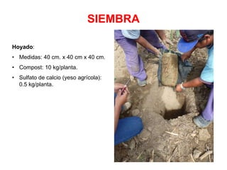 SIEMBRA
Hoyado:
• Medidas: 40 cm. x 40 cm x 40 cm.
• Compost: 10 kg/planta.
• Sulfato de calcio (yeso agrícola):
0.5 kg/planta.
 