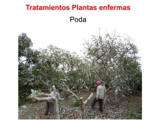 Tratamientos Plantas enfermas
Poda
 
