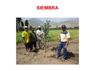 SIEMBRA
 