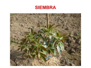 SIEMBRA
 