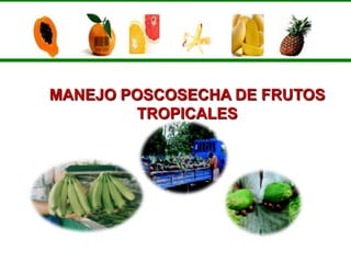 MANEJO POSCOSECHA DE FRUTOS
         TROPICALES
 