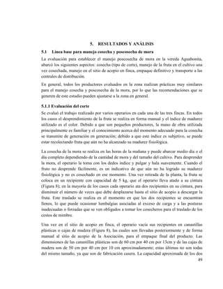49
5. RESULTADOS Y ANÁLISIS
5.1 Línea base para manejo cosecha y poscosecha de mora
La evaluación para establecer el manejo poscosecha de mora en la vereda Aguabonita,
abarcó los siguientes aspectos: cosecha (tipo de corte), manejo de la fruta en el cultivo una
vez cosechada, manejo en el sitio de acopio en finca, empaque definitivo y transporte a las
centrales de distribución.
En general, todos los productores evaluados en la zona realizan prácticas muy similares
para el manejo cosecha y poscosecha de la mora, por lo que las recomendaciones que se
generen de este estudio pueden ajustarse a la zona en general.
5.1.1 Evaluación del corte
Se evaluó el trabajo realizado por varios operarios en cada una de las tres fincas. En todos
los casos el desprendimiento de la fruta se realiza en forma manual y el índice de madurez
utilizado es el color. Debido a que son pequeños productores, la mano de obra utilizada
principalmente es familiar y el conocimiento acerca del momento adecuado para la cosecha
se transmite de generación en generación; debido a que este índice es subjetivo, se puede
estar recolectando fruta que aún no ha alcanzado su madurez fisiológica.
La cosecha de la mora se realiza en las horas de la mañana y puede abarcar medio día o el
día completo dependiendo de la cantidad de mora y del tamaño del cultivo. Para desprender
la mora, el operario la toma con los dedos índice y pulgar y hala suavemente. Cuando el
fruto no desprende fácilmente, es un indicativo de que aún no ha logrado su madurez
fisiológica y no es cosechado en ese momento. Una vez retirada de la planta, la fruta se
coloca en un recipiente con capacidad de 5 kg, que el operario lleva atado a su cintura
(Figura 8); en la mayoría de los casos cada operario ata dos recipientes en su cintura, para
disminuir el número de veces que debe desplazarse hasta el sitio de acopio a descargar la
fruta. Este traslado se realiza en el momento en que los dos recipientes se encuentran
llenos, lo que puede ocasionar lumbalgias asociadas al exceso de carga y a las posturas
inadecuadas o forzadas que se ven obligados a tomar los cosecheros para el traslado de los
cestos de mimbre.
Una vez en el sitio de acopio en finca, el operario vacía sus recipientes en canastillas
plásticas o cajas de madera (Figura 8), las cuales son llevadas posteriormente y de forma
manual al sitio de acopio de la Asociación, para el empaque final del producto. Las
dimensiones de las canastillas plásticas son de 60 cm por 40 cm por 13cm y de las cajas de
madera son de 50 cm por 40 cm por 10 cm aproximadamente; estas últimas no son todas
del mismo tamaño, ya que son de fabricación casera. La capacidad aproximada de los dos
 