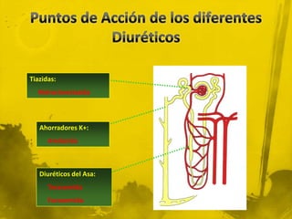 Tiazidas:
  Hidroclorotiazida



   Ahorradores K+:
      Amilorida



   Diuréticos del Asa:
      Torasemida
      Furosemida
 