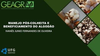 IVANÊS JUNIO FERNANDES DE OLIVEIRA
MANEJO PÓS-COLHEITA E
BENEFICIAMENTO DO ALGODÃO
 