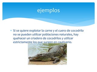  Si se quiere explotar la carne y el cuero de cocodrilo
no se pueden utilizar poblaciones naturales, hay
quehacer un criadero de cocodrilos y utilizar
estrictamente los que surgen en cautiverio.
ejemplos
 