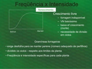 Freqüência x Intensidade
Crescimento livre
– forragem indisponível
– VN baixíssimo
– baixa ef crescimento
(morte)
– necessidade de divisão
em ciclos
Set/out Mar/abr
florescimento
Gramíneas forrageiras
• exige desfolha para se manter perene (número adequado de perfilhos)
• dividido os ciclos - respeito aos limites da planta
• Freqüência e intensidade específicas para cada planta
 