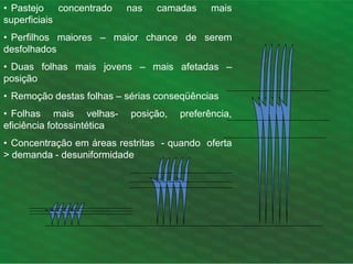 • Pastejo concentrado nas camadas mais
superficiais
• Perfilhos maiores – maior chance de serem
desfolhados
• Duas folhas mais jovens – mais afetadas –
posição
• Remoção destas folhas – sérias conseqüências
• Folhas mais velhas- posição, preferência,
eficiência fotossintética
• Concentração em áreas restritas - quando oferta
> demanda - desuniformidade
 