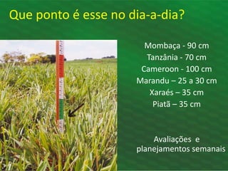 Que ponto é esse no dia-a-dia?
Mombaça - 90 cm
Tanzânia - 70 cm
Cameroon - 100 cm
Marandu – 25 a 30 cm
Xaraés – 35 cm
Piatã – 35 cm
Avaliações e
planejamentos semanais
 