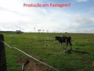 Produção de Leite a Pasto
• Pastagem
– Produtiva
– Qualidade (valor nutritvo
+ consumo)
– Próxima da ordenha
– Correção de fertilidade
de solo e Adubação
– Manejo adequado das
pastagens
• Vaca
– Adaptada ao pastejo
– Raças com aptidão
leiteira
– Porte
Produção em Pastagem?
 