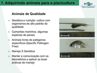 Animais de Qualidade
» Genética e nutrição: cultivo com
organismos de alto padrão de
qualidade
» Camarões marinhos, algumas
espécies de peixes
» Animais livres de patógenos
específicos (Specific Pathogen
Free)
» Manejo X Genética
» Manter a comunicação com os
laboratórios e aplicar as boas
práticas de manejo
1 cm
1 cm
1. Adquirindo animais para a piscicultura
 