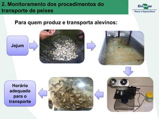2. Monitoramento dos procedimentos do
transporte de peixes
Para quem produz e transporta alevinos:
Jejum
Horário
adequado
para o
transporte
 