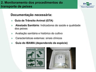 Documentação necessária:
» Guia de Trânsito Animal (GTA)
» Atestado Sanitário: Indicadores de saúde e qualidade
dos peixes
» Avaliação sanitária e histórico do cultivo
» Características externas: sinais clínicos
» Guia do IBAMA (dependendo da espécie)
2. Monitoramento dos procedimentos do
transporte de peixes
 