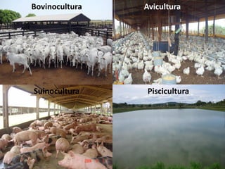 Bovinocultura
Suinocultura
Avicultura
Piscicultura
 