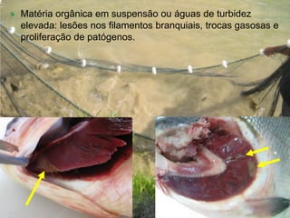 » Matéria orgânica em suspensão ou águas de turbidez
elevada: lesões nos filamentos branquiais, trocas gasosas e
proliferação de patógenos.
 