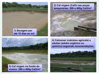 1) Secagem por
até 10 dias ao sol
3) Cal virgem no fundo do
viveiro: 200 a 400g CaO/m2
4) Calcarear (calcáreo agrícola) e
adubar (adubo orgânico ou
químico) seguindo recomendações
2) Cal virgem (CaO) nas poças
temporárias: 200 a 400g CaO/m2
 
