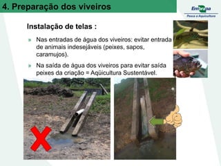 Instalação de telas :
» Nas entradas de água dos viveiros: evitar entrada
de animais indesejáveis (peixes, sapos,
caramujos).
» Na saída de água dos viveiros para evitar saída
peixes da criação = Aqüicultura Sustentável.
4. Preparação dos viveiros
 