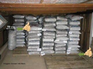 Imagem: Giovani Vitti Moro.
50 cm
 