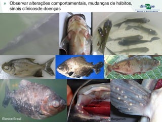 Elenice Brasil Giovani Bergamim
» Observar alterações comportamentais, mudanças de hábitos,
sinais clínicosde doenças
 
