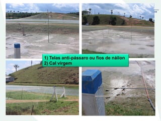 1) Telas anti-pássaro ou fios de náilon
2) Cal virgem
 